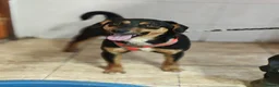 Mixed Breed dogs for adoption: ❤️🐶 PENNY – SHE WON’T LET YOU JUST PASS BY in Burton-on-Trent - Advert 2