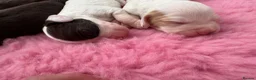 Cocker Spaniel dogs for sale: WCS Puppies from health tested KC Parents  - Advert 6