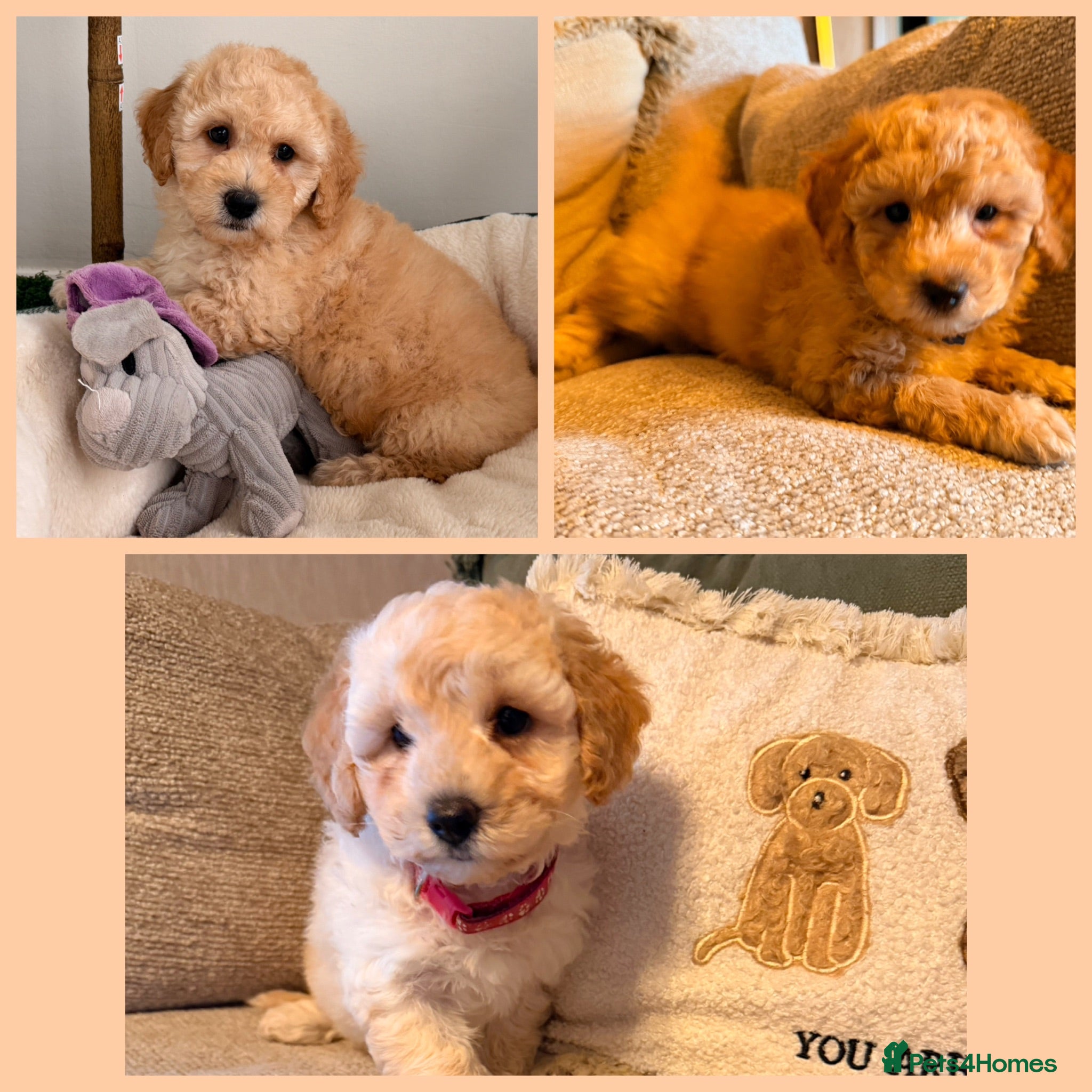 Poochon dogs ✨ Poochon Puppies - ready this week ✨ - Advert 1