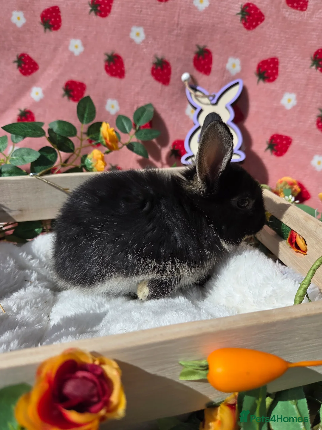 Netherland Dwarf rabbits for sale: Last 2 Netherland Dwarf black otter Does 8weeks - Advert 5