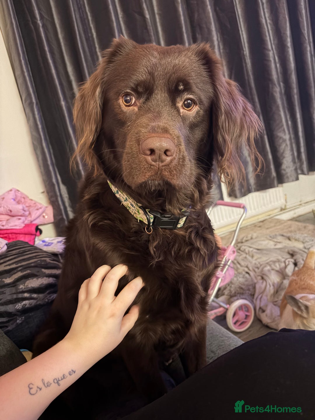 Cockerdor dogs for sale: Labrador x cocker spaniel x poodle male dog - Advert 1
