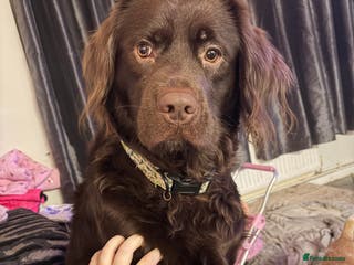 Cockerdor dogs Labrador x cocker spaniel x poodle male dog - Advert 1