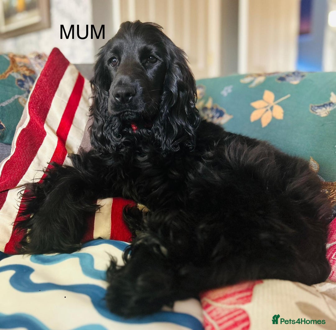 Cocker Spaniel dogs for sale: SHOW Cockers Spaniels due  - Advert 13