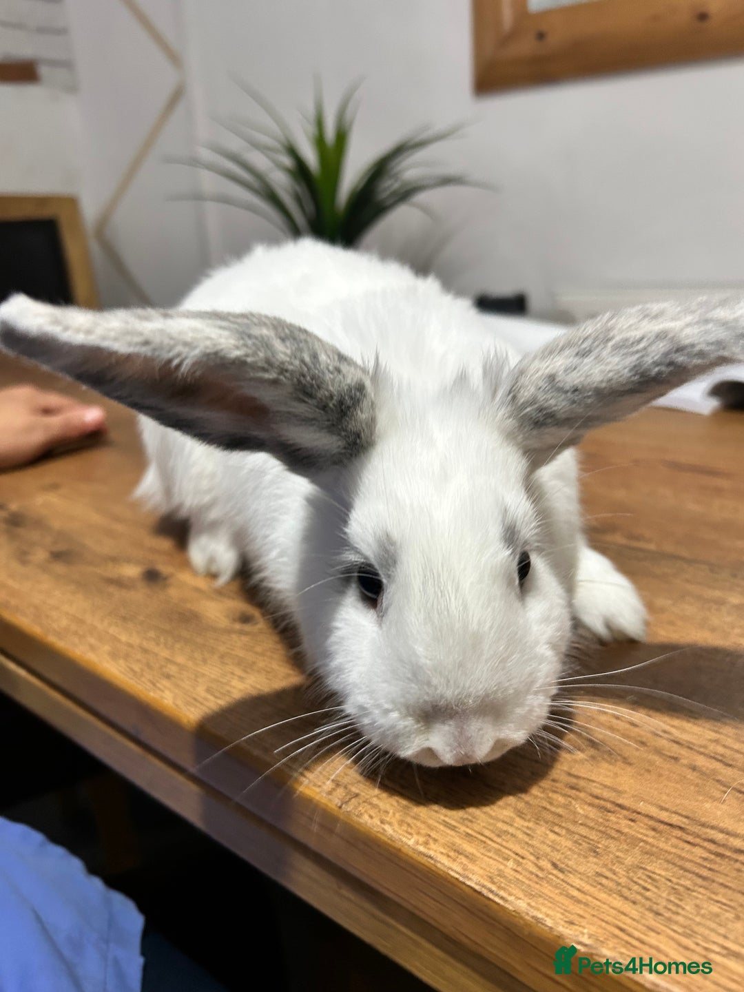 Mixed Breed rabbits for sale: Mixed bunnies - Image 7