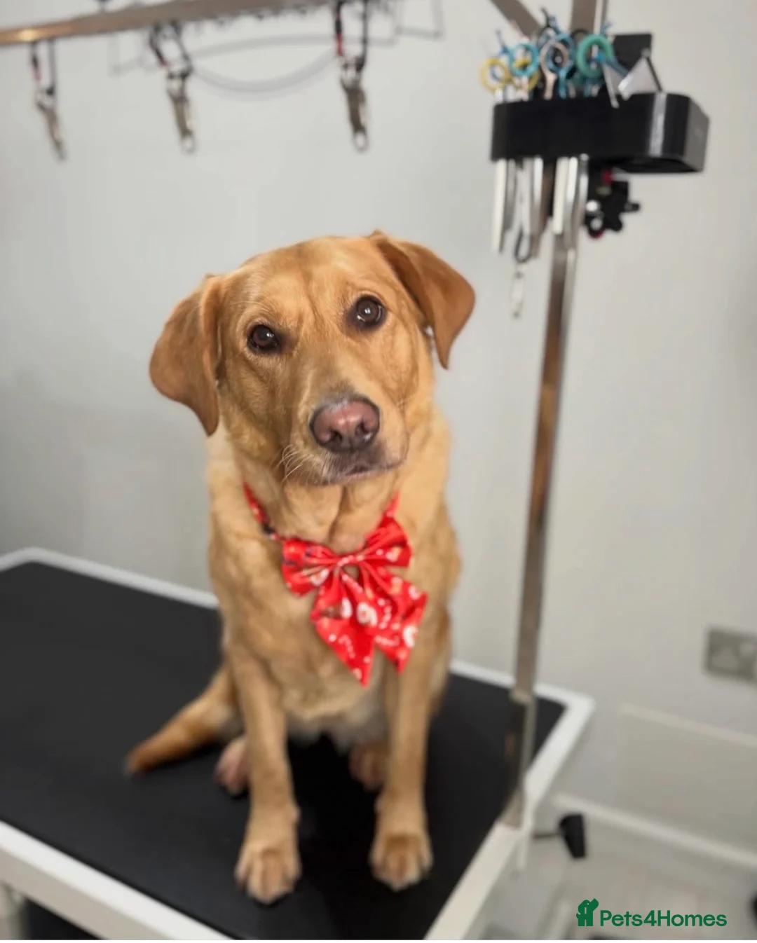 Labrador Retriever dogs for sale: Labrador girl 6 years  - Advert 1