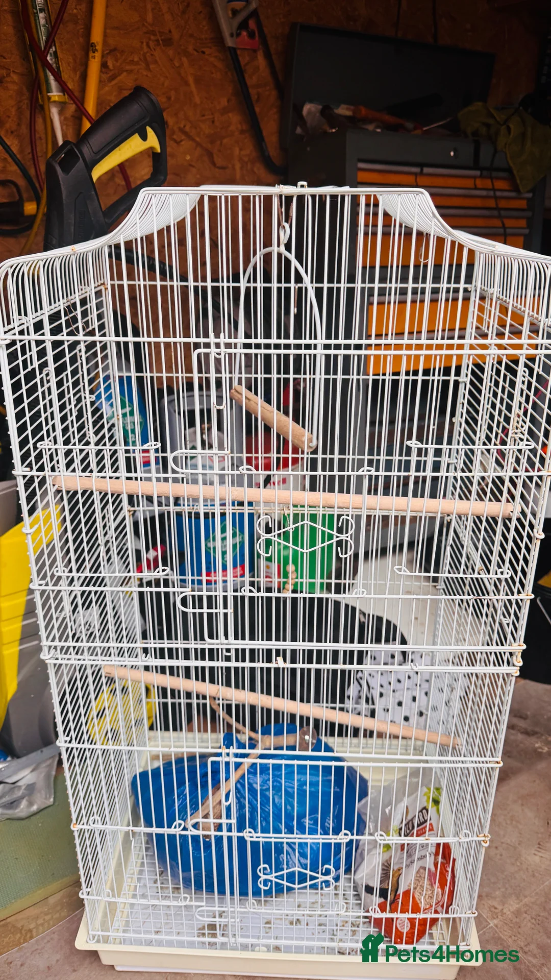 Lovebirds birds for sale: Love birds  in Mitcham - Advert 4