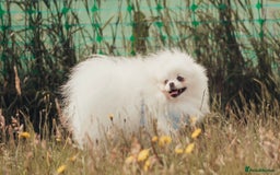 Pomeranian dogs for sale: Adult boy looking for pet home  - Image 1