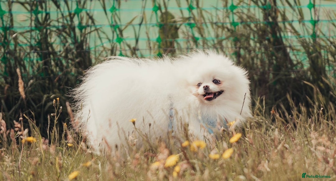 Pomeranian dogs for sale: Adult boy looking for pet home  - Image 1