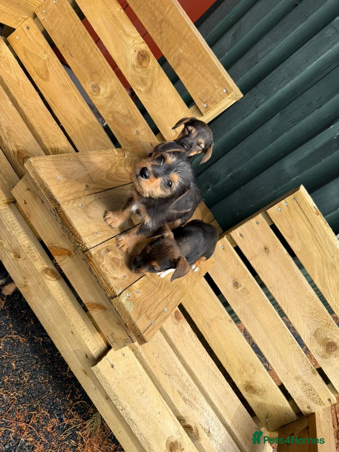 Jack Russell dogs for sale: Jack Russell puppies  - Image 9