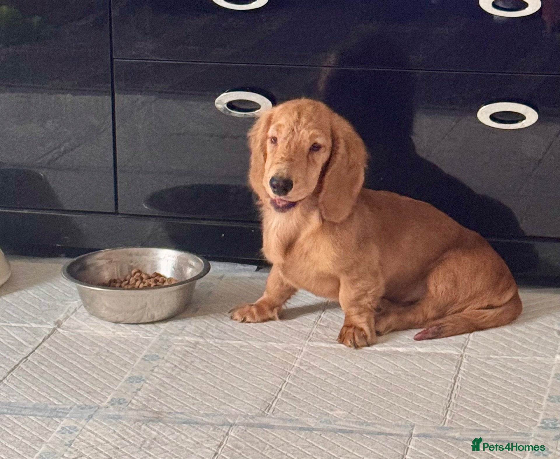 Dachshund dogs 🐾 Beautiful Long-Haired Dachshund Puppies 🐾 - Advert 2