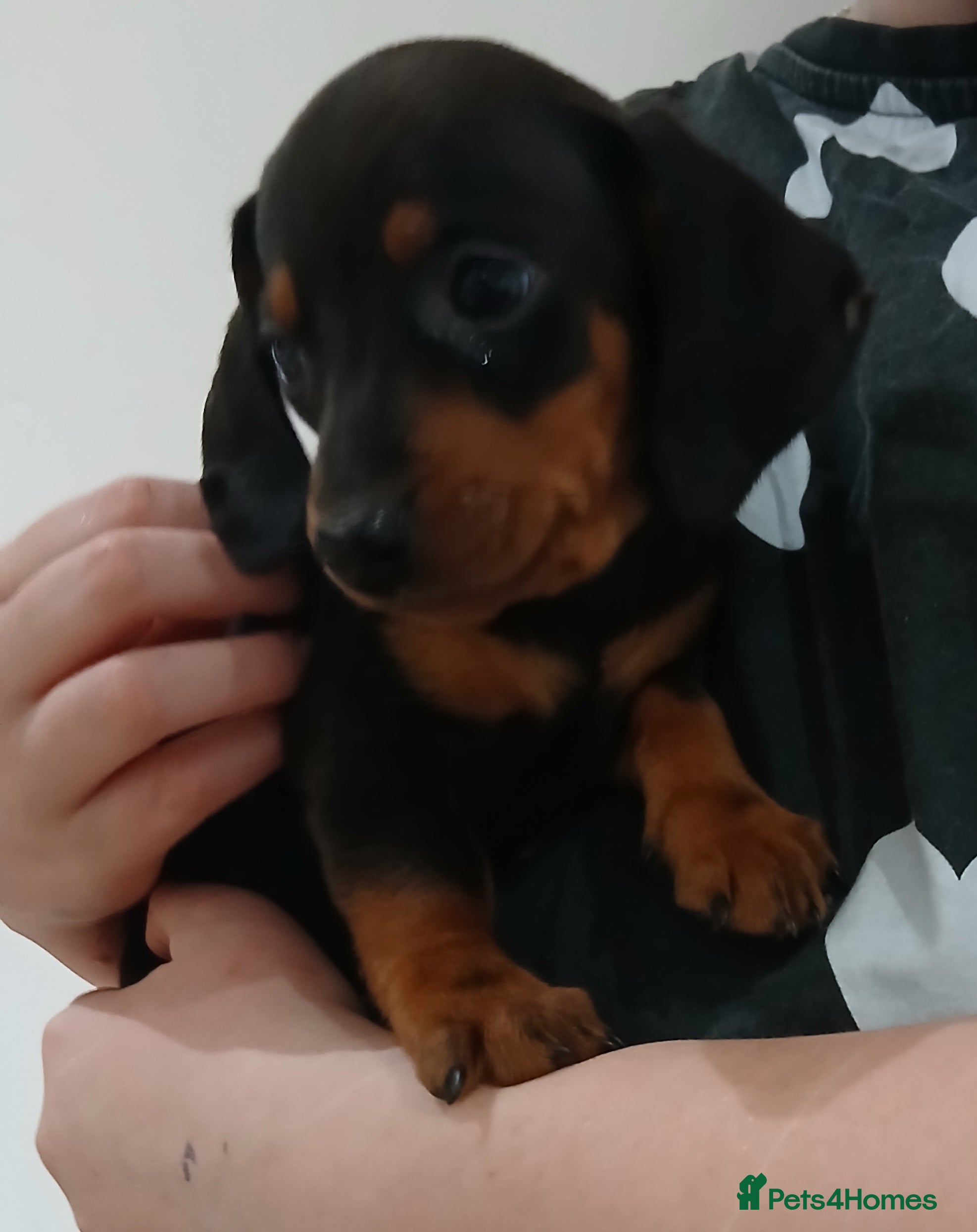 Dachshund dogs Ready to leave Beautiful dachshund puppies  - Advert 11