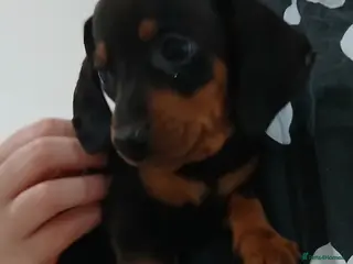 Dachshund dogs Ready to leave Beautiful dachshund puppies - Advert 8
