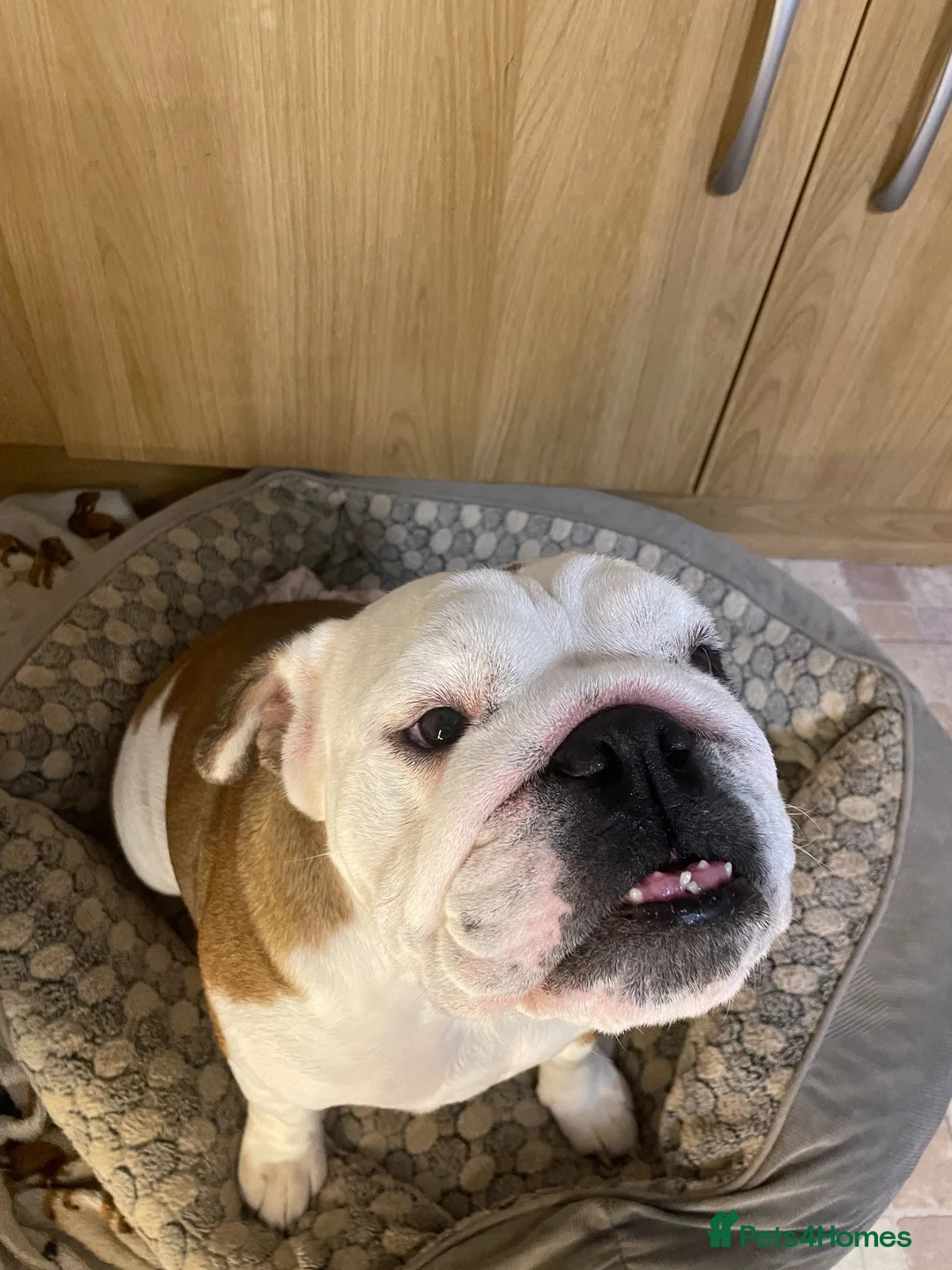 English Bulldog dogs for sale: Beautiful KC registered English bulldog  in Wakefield - Advert 2