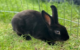 Rex rabbits for sale: 2 x miniature Rex  - Image 3