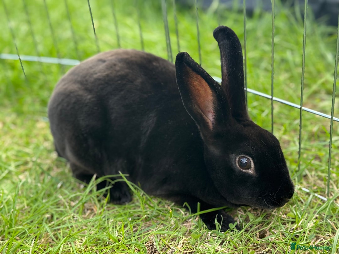 Rex rabbits for sale: 2 x miniature Rex  - Image 3
