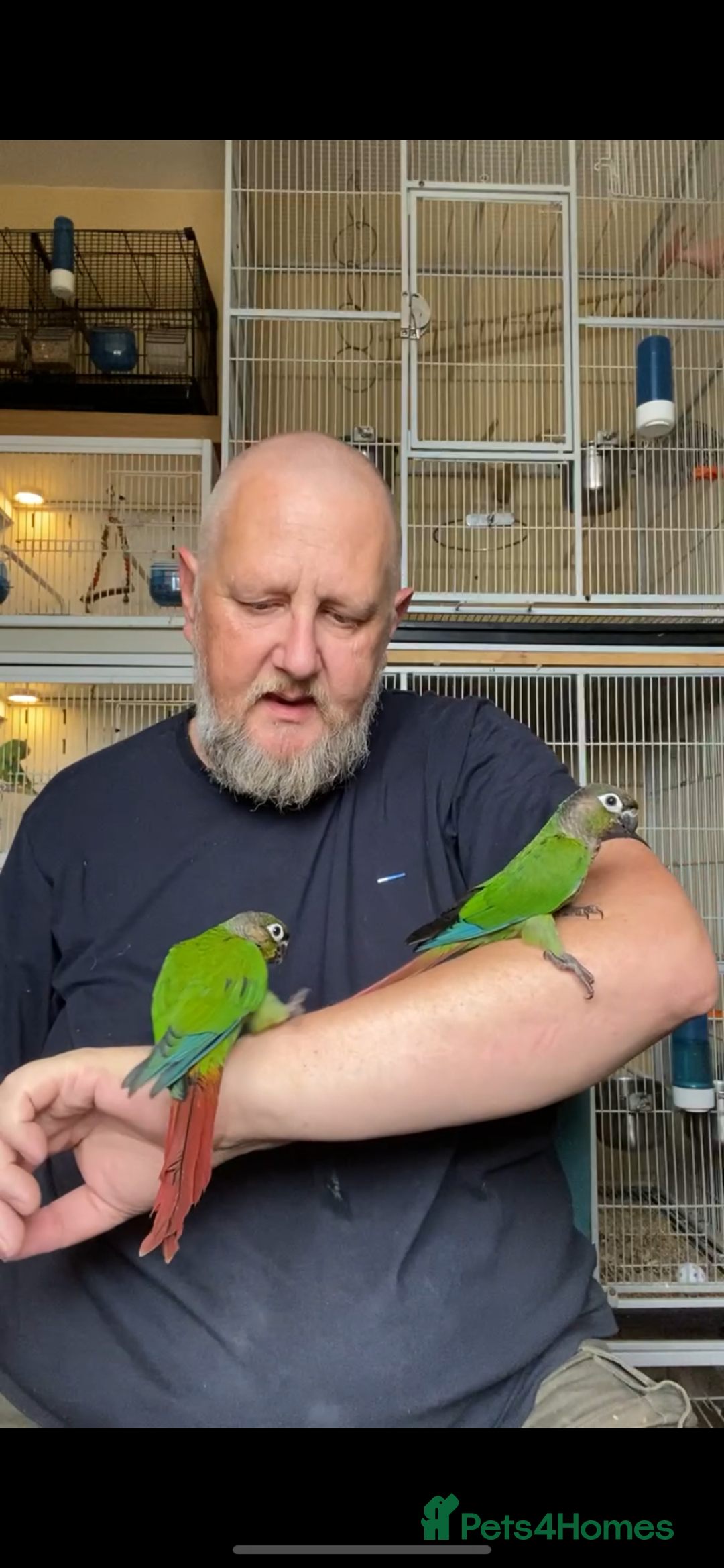 Conures birds for sale: Green cheek conures hand raised and silly tame - Image 10
