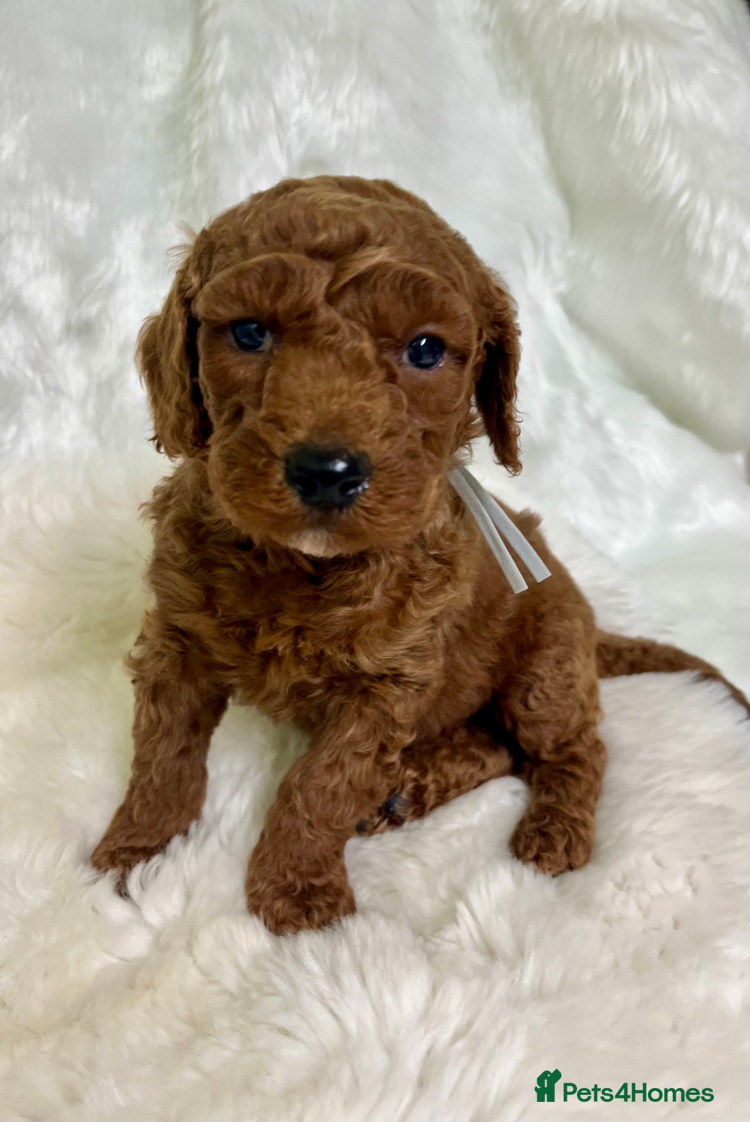 Goldendoodle dogs for sale: multigenerational Australian Golden doubledoodles - Advert 24
