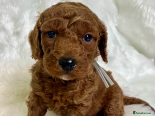 Goldendoodle dogs multigenerational Australian Golden doubledoodles - Advert 6