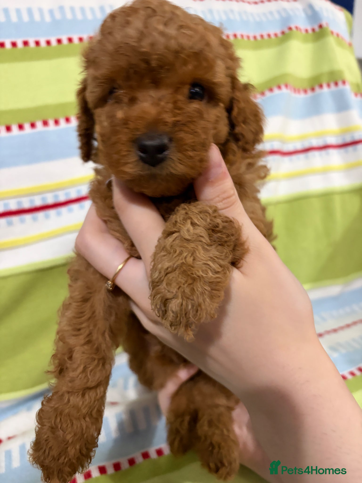 Toy Poodle dogs for sale: KC REGISTERED toy poodle puppies - Advert 7