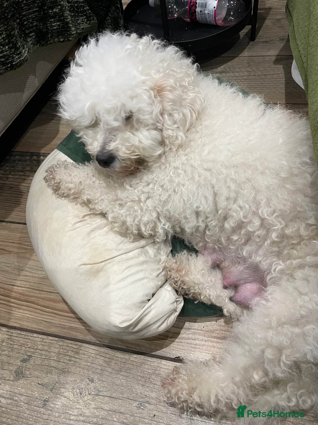 Double Doodle dogs for sale: Miniature double doodle puppies in Chard - Advert 1