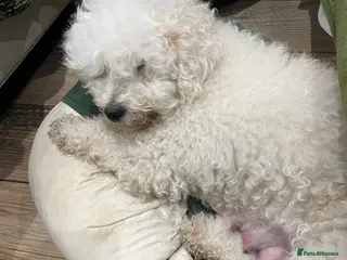 Double Doodle dogs Miniature double doodle puppies in Chard - Advert 2