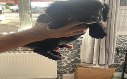 English Springer Spaniel dogs for sale: 2 beautiful english springer spaniels  - Image 10