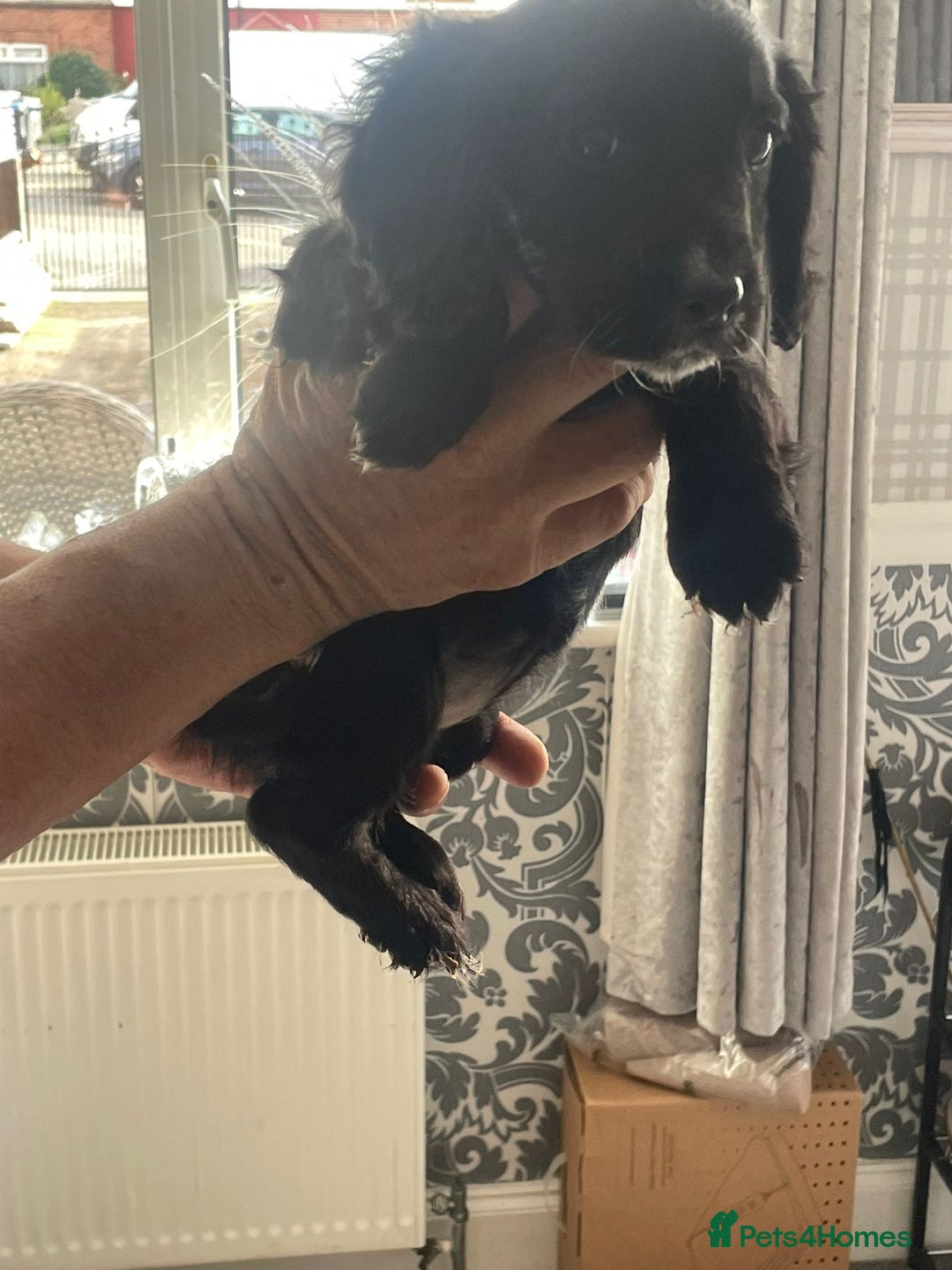 English Springer Spaniel dogs for sale: 2 beautiful english springer spaniels  - Image 10