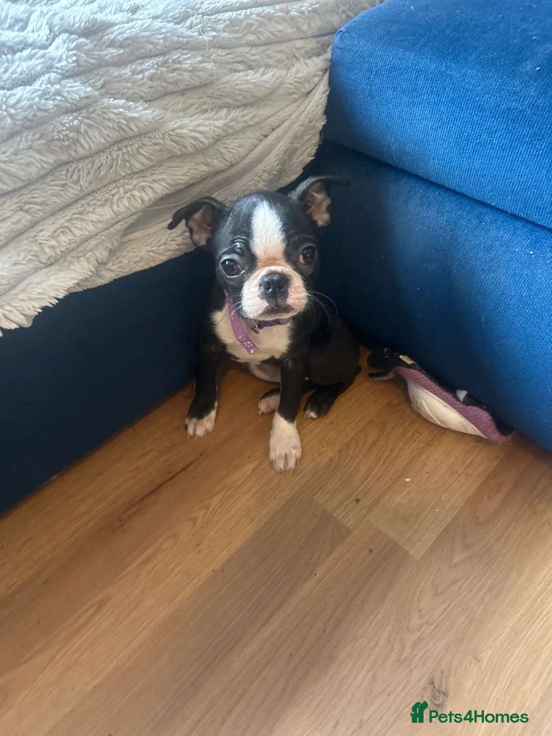 Boston Terrier dogs for sale: Beautiful Boston Terrier puppies  - Advert 2