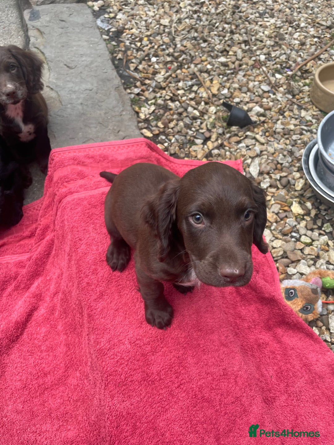 Sprocker dogs for sale: 9 week old gorgeous sprocker pups  - Image 4