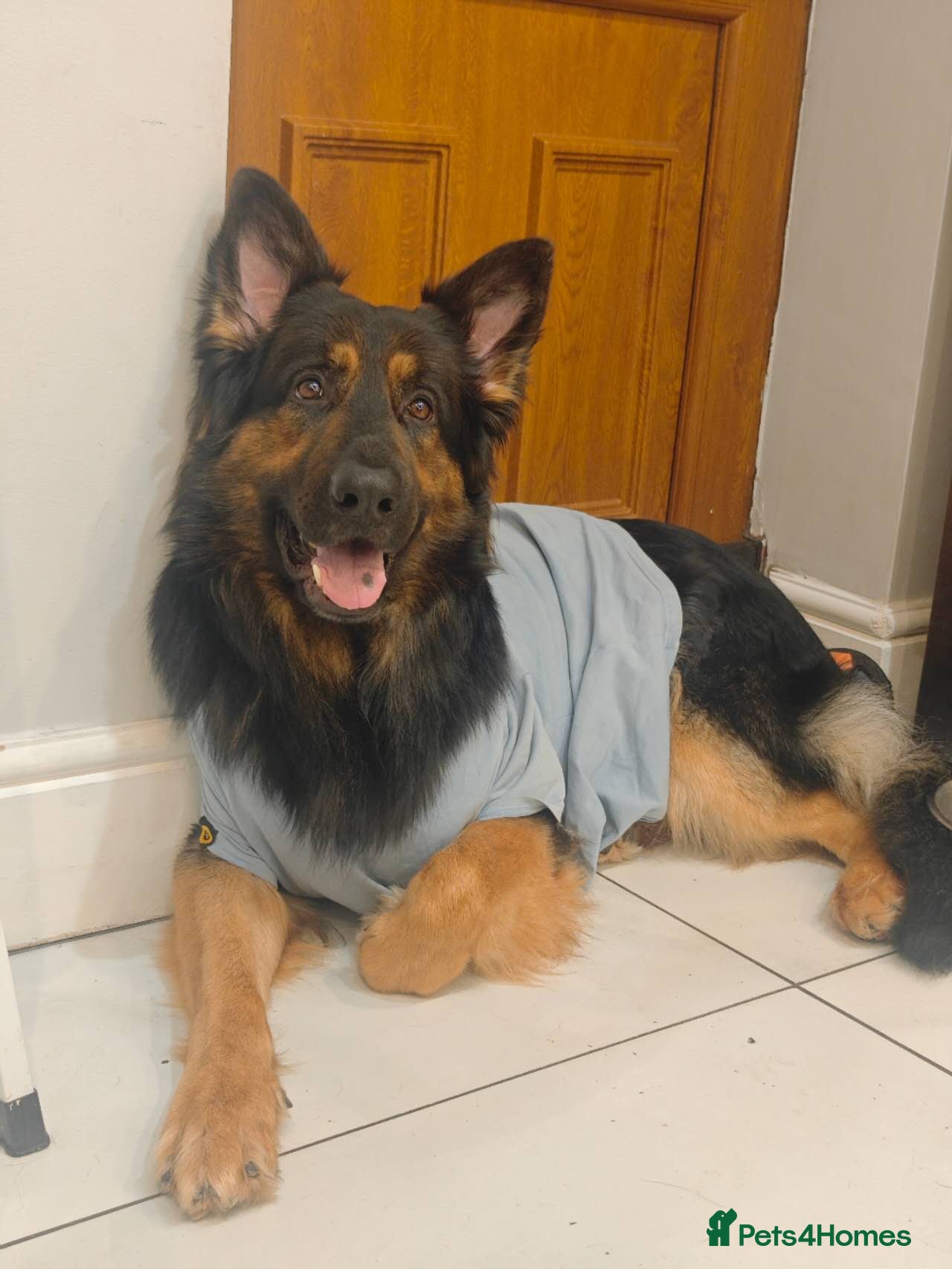 German Shepherd dogs for sale: 3 Purebred Pups XL Long-Hair GSD Girl Puppies - Advert 3