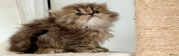 Persian cats for sale: Silver and golden chinchilla Persian kittens - Advert 6