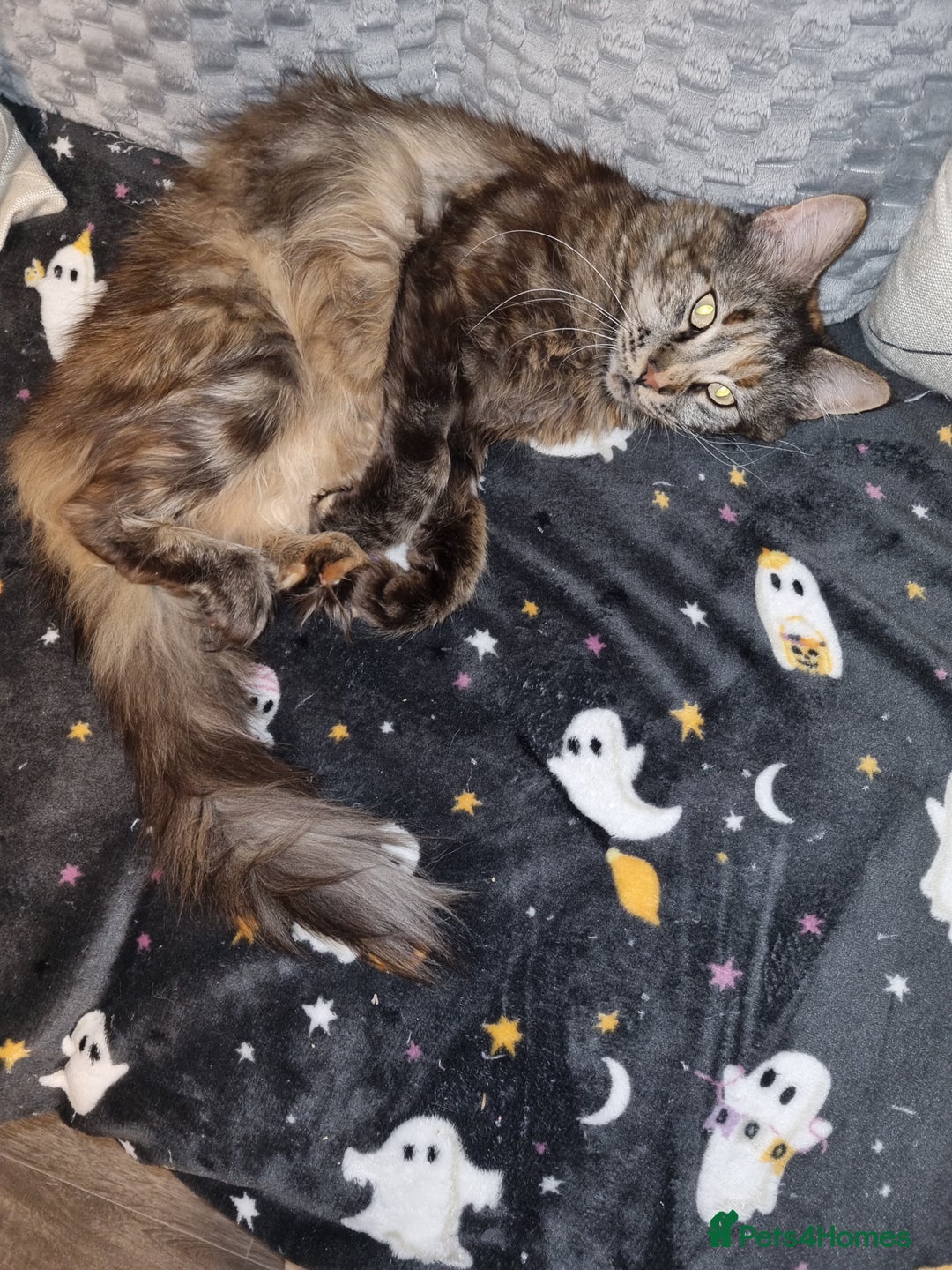 Maine Coon cats for sale: GCCF registered maine coon  - Advert 1