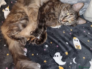 Maine Coon cats GCCF registered maine coon - Advert 2