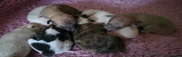 Whippet dogs for sale: KC Registered Small Whippet Puppies  - Advert 25