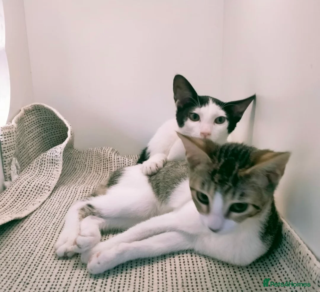 Mixed Breed cats for adoption: [Indoors Only] Yuki & Suki - Adorable Siblings - Advert 7