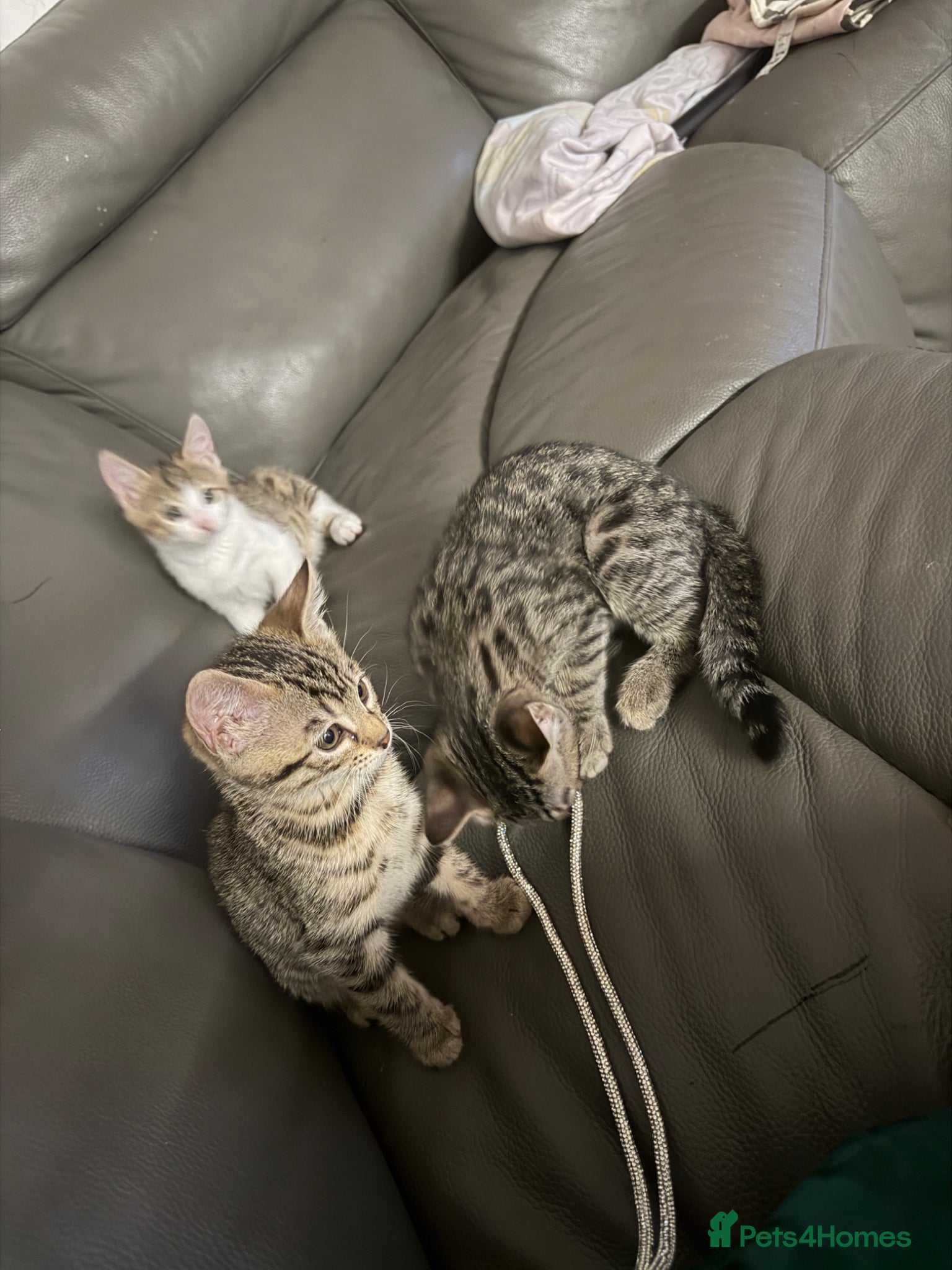 Mixed Breed cats 4 kittens bengal mix - Advert 2