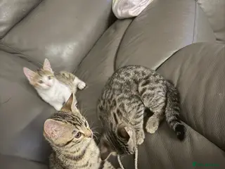 Mixed Breed cats 4 kittens bengal mix - Advert 5