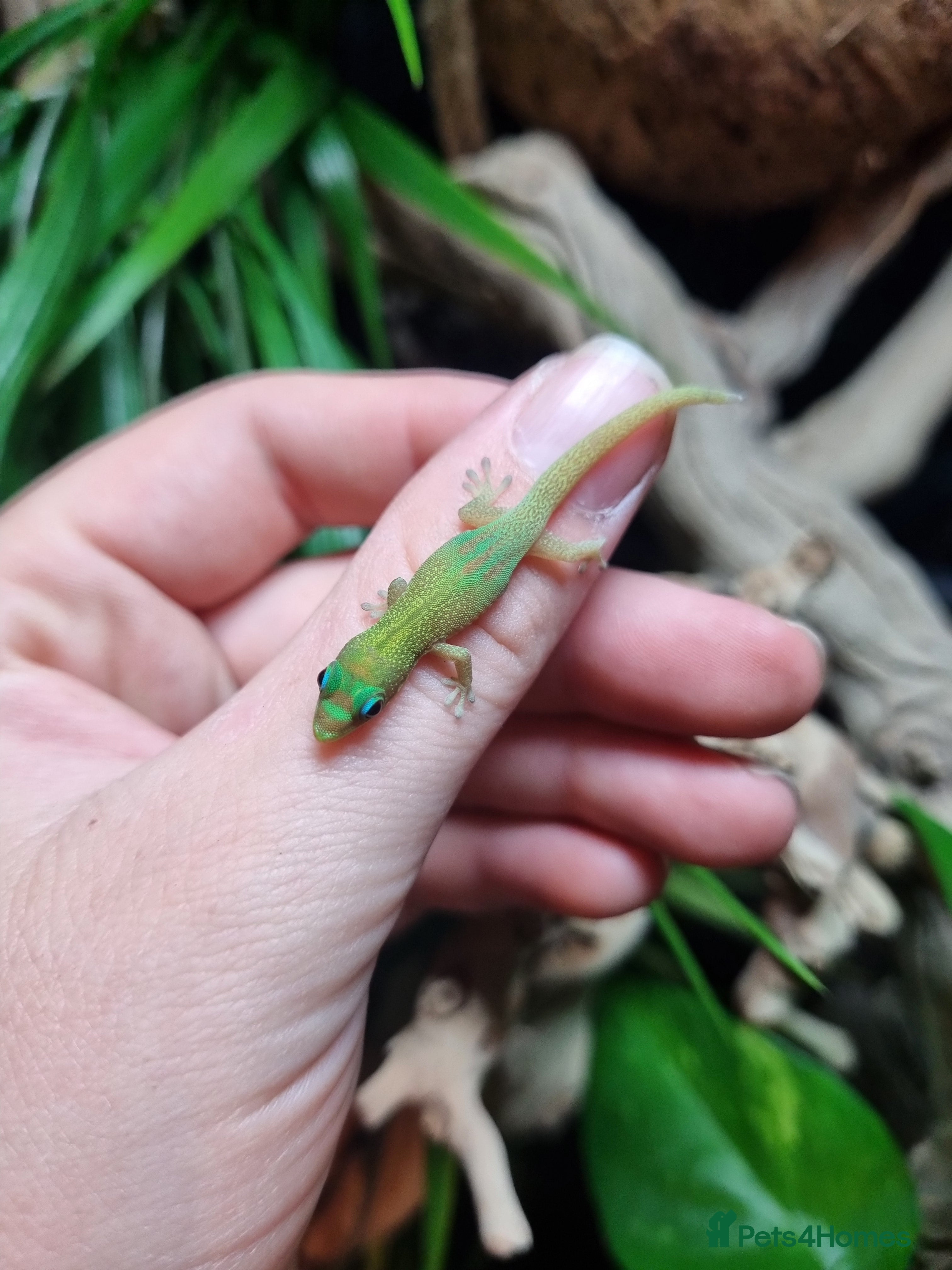 Gecko reptiles Gold dust day gecko in Ashford - Advert 1
