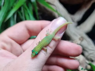 Gecko reptiles Gold dust day gecko in Ashford - Advert 1
