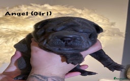 Shar Pei dogs for sale: Stunning Sharpei pups  - Image 9
