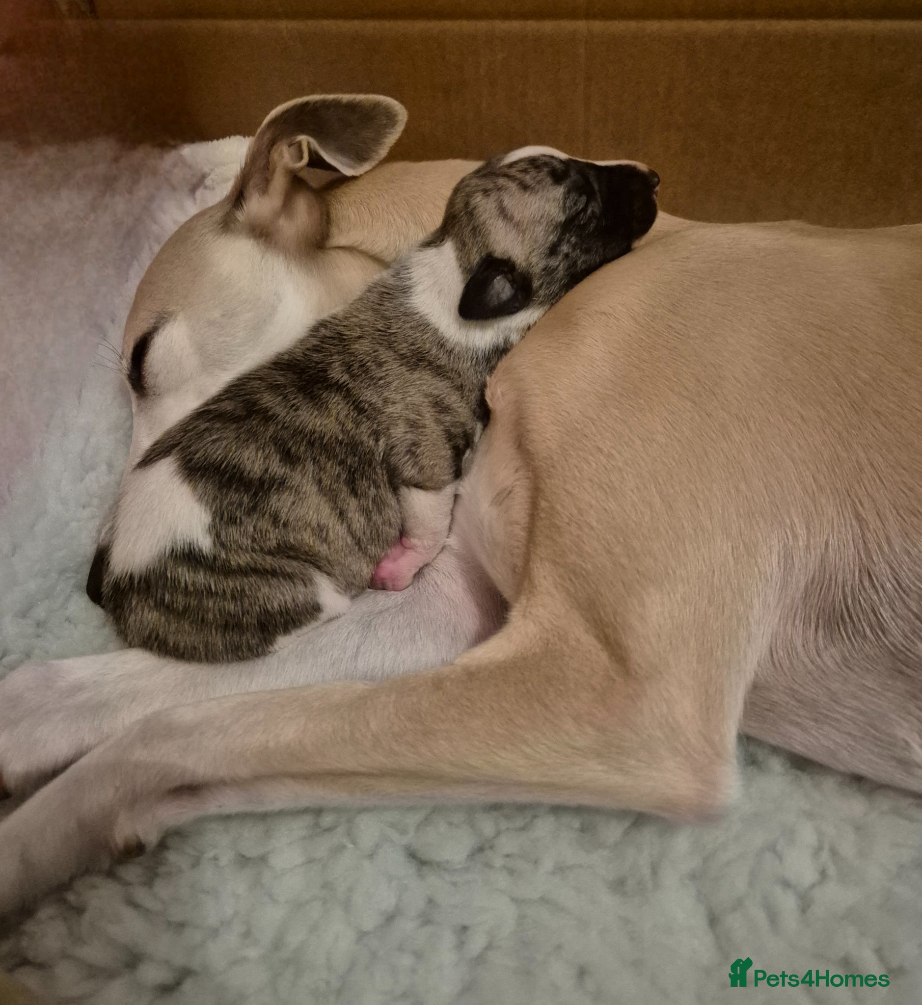 Whippet dogs KC Registered Whippet Dog Pup  - Advert 4