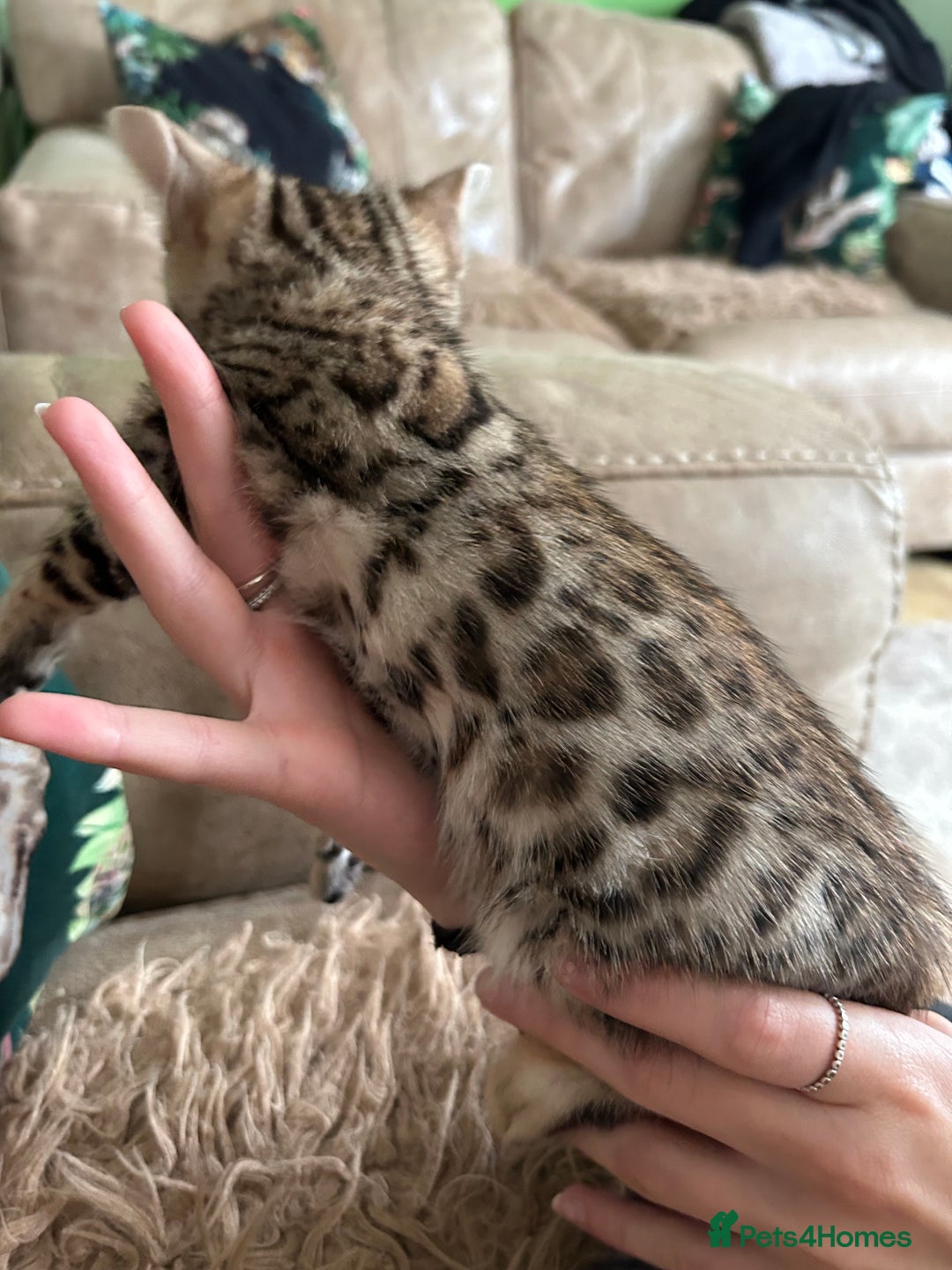 Bengal cats for sale: ❤️ PURE BENGAL KITTENS ❤️ - Image 20