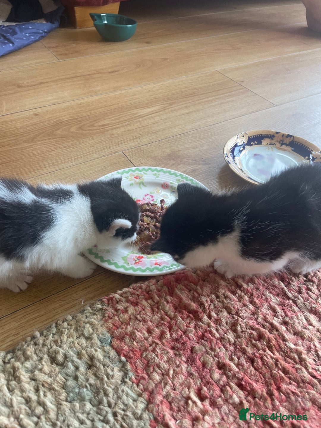 British Longhair cats for sale: British Longhair x domestic black white kittens - Image 18