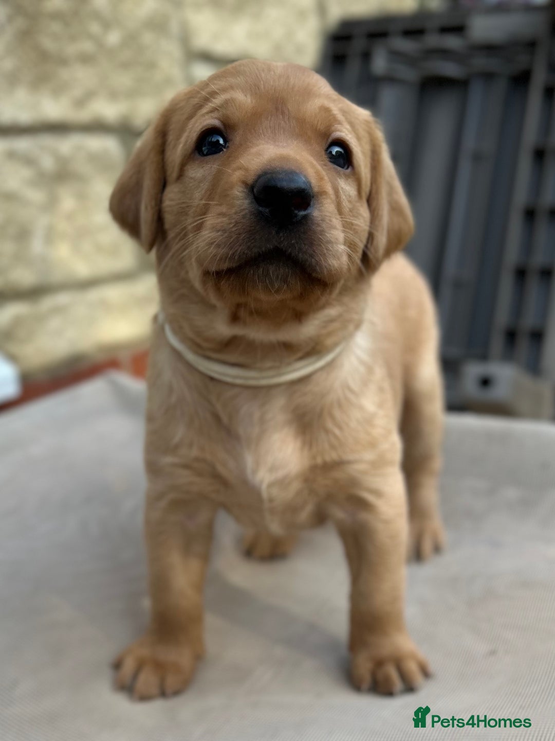 Labrador Retriever dogs for sale: Family/Working bred KC Labradors - Image 32
