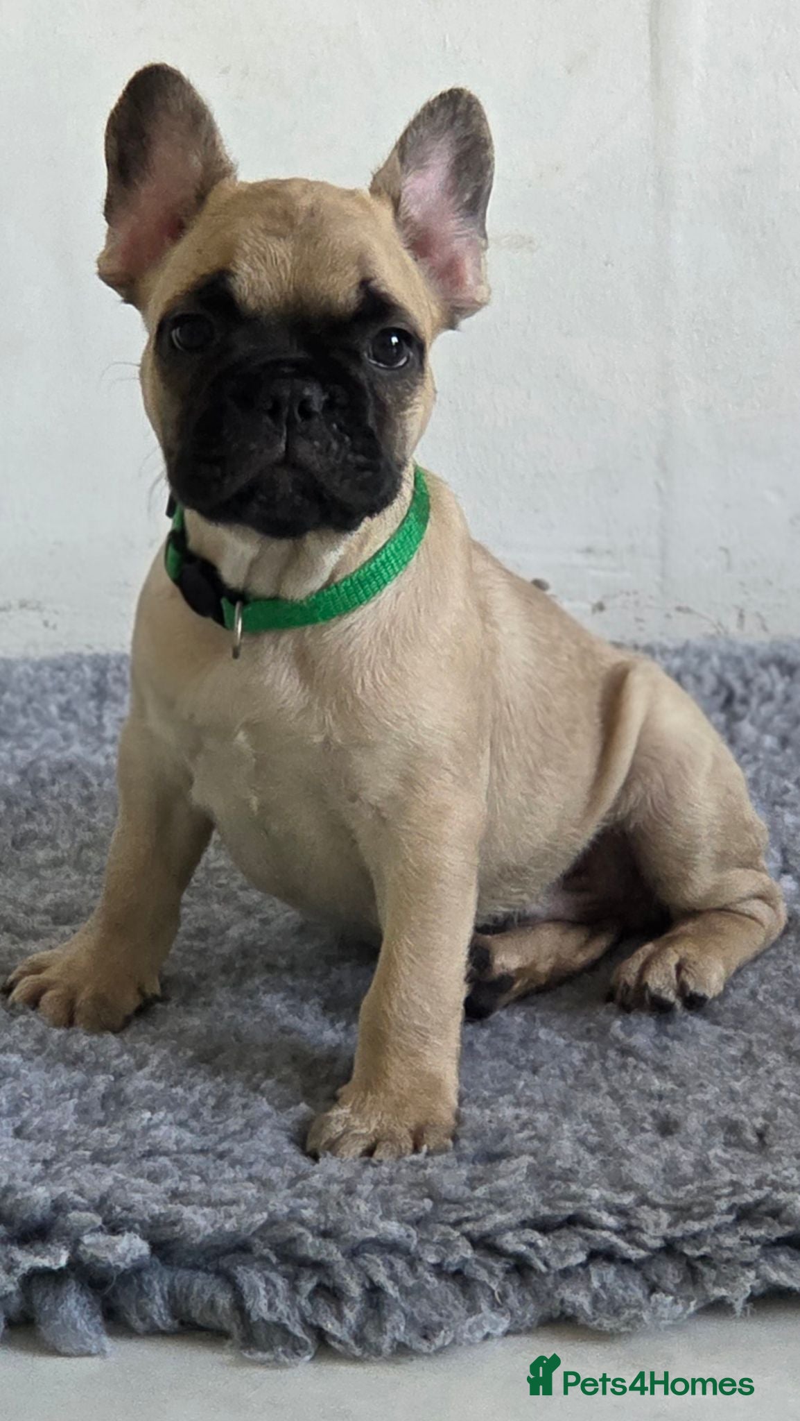 French Bulldog dogs Ready to collect  - Advert 16