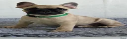 French Bulldog dogs for sale: Ready to collect  - Advert 1