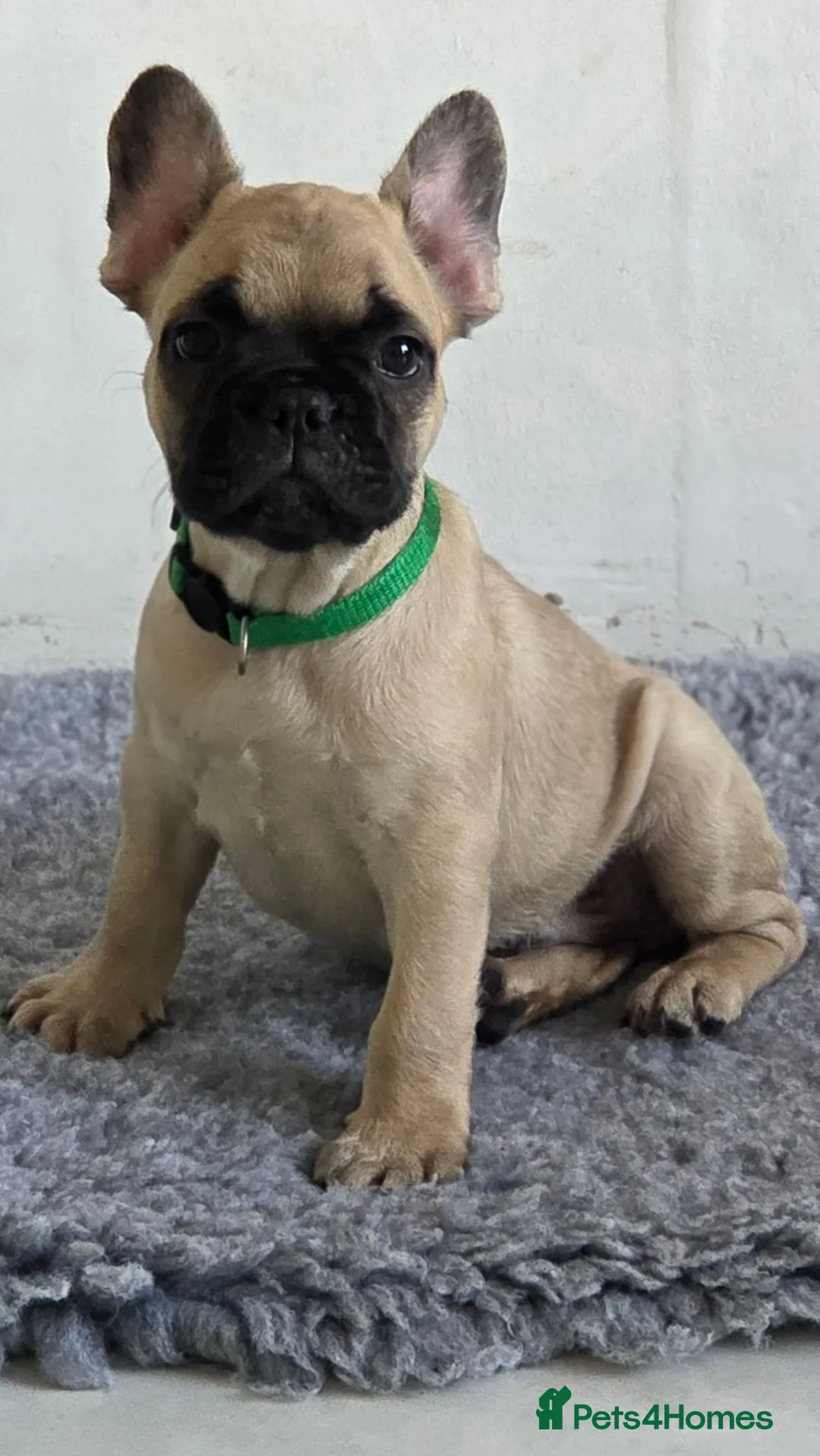 French Bulldog dogs for sale: Ready to collect  - Advert 1