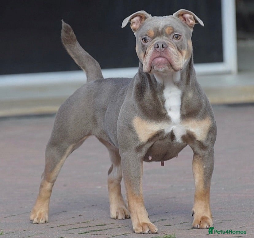 Old Tyme Bulldog dogs Adult female  - Advert 4