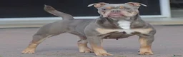 Old Tyme Bulldog dogs for sale: Adult female  - Advert 1