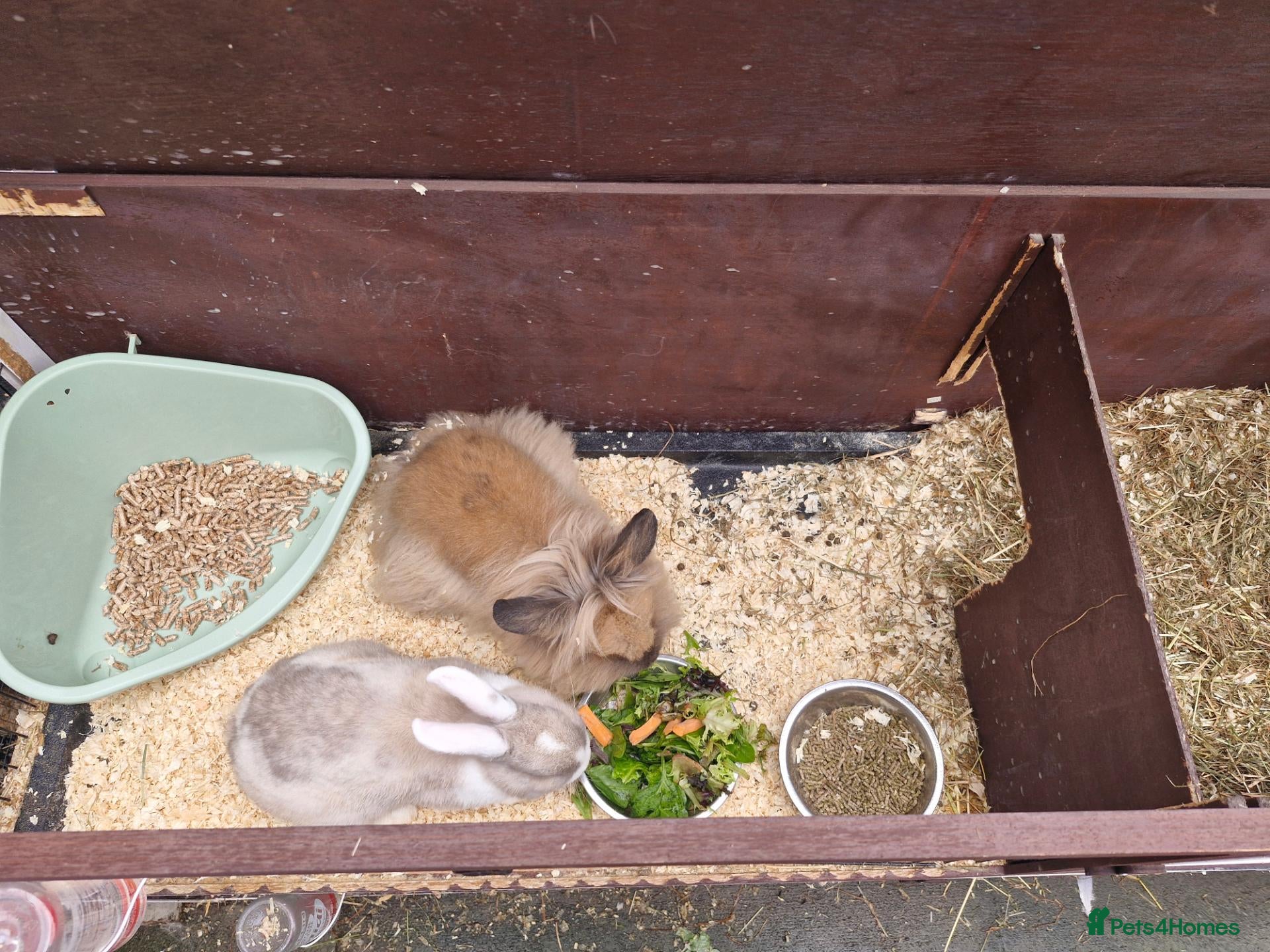 Lionhead rabbits Lion head  rabbits  - Advert 7